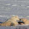 Orso polare - Polar bear (Ursus maritimus)