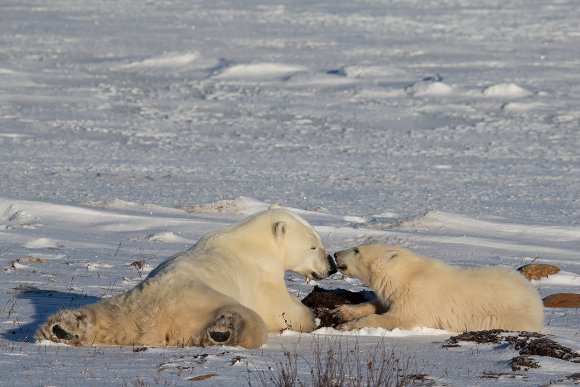 Orso polare - Polar bear (Ursus maritimus)