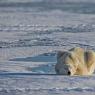 Orso polare - Polar bear (Ursus maritimus)