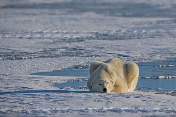 Orso polare - Polar bear (Ursus maritimus)