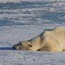 Orso polare - Polar bear (Ursus maritimus)
