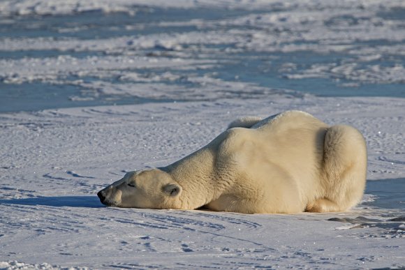 Orso polare - Polar bear (Ursus maritimus)