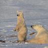 Orso polare - Polar bear (Ursus maritimus)