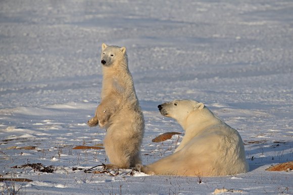 Orso polare - Polar bear (Ursus maritimus)