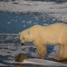 Orso polare - Polar bear (Ursus maritimus)