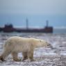 Orso polare - Polar bear (Ursus maritimus)