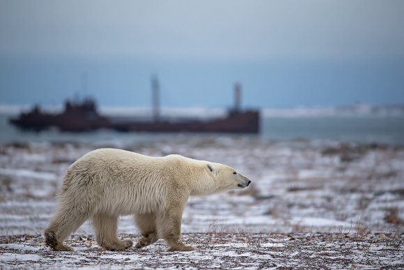 Orso polare - Polar bear (Ursus maritimus)