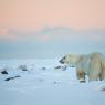 Orso polare - Polar bear (Ursus maritimus)