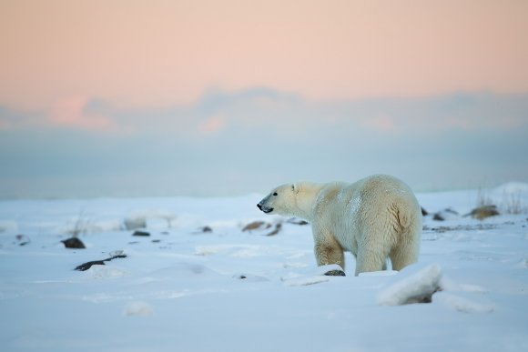 Orso polare - Polar bear (Ursus maritimus)