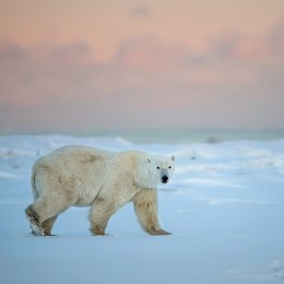 Orso polare - Polar bear (Ursus maritimus)