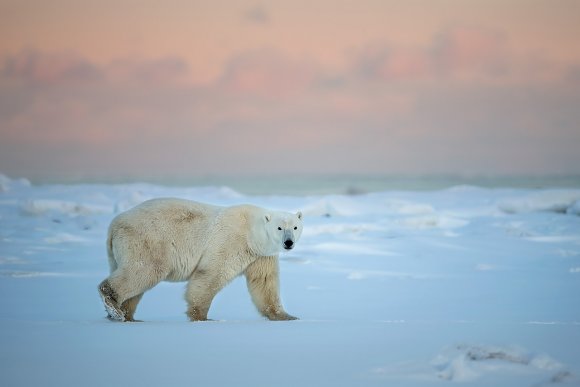 Orso polare - Polar bear (Ursus maritimus)