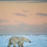 Orso polare - Polar bear (Ursus maritimus)