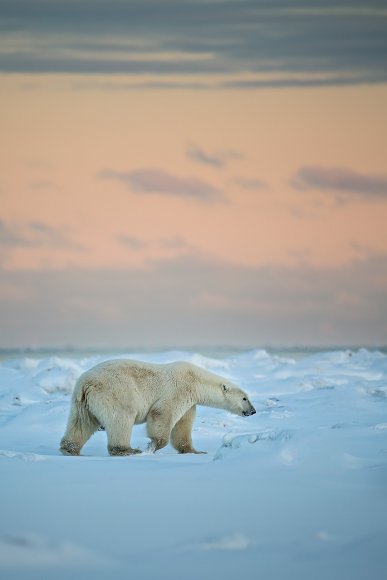 Orso polare - Polar bear (Ursus maritimus)