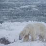 Orso polare - Polar bear (Ursus maritimus)