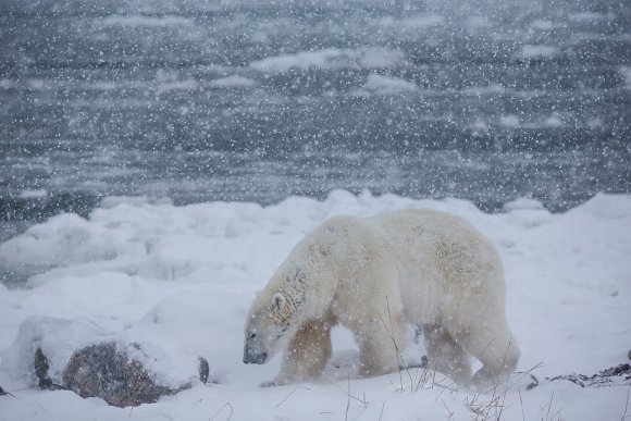 Orso polare - Polar bear (Ursus maritimus)