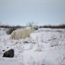 Orso polare - Polar bear (Ursus maritimus)