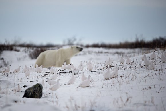 Orso polare - Polar bear (Ursus maritimus)