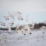 Orso polare - Polar bear (Ursus maritimus)