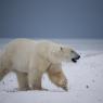 Orso polare - Polar bear (Ursus maritimus)