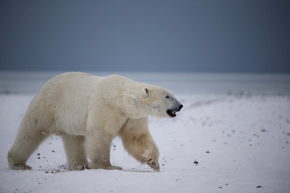 Orso polare - Polar bear (Ursus maritimus)