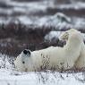 Orso polare - Polar bear (Ursus maritimus)