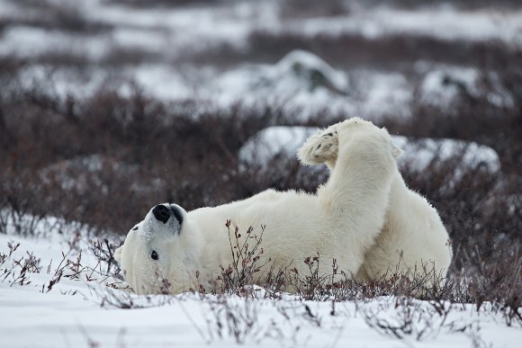 Orso polare - Polar bear (Ursus maritimus)