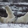 Orso polare - Polar bear (Ursus maritimus)