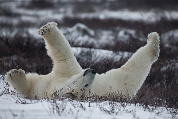 Orso polare - Polar bear (Ursus maritimus)