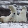 Orso polare - Polar bear (Ursus maritimus)