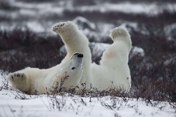 Orso polare - Polar bear (Ursus maritimus)