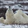 Orso polare - Polar bear (Ursus maritimus)