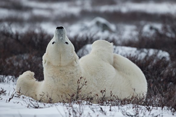 Orso polare - Polar bear (Ursus maritimus)