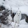 Volpe artica - Polar fox (Alopex lagopus)