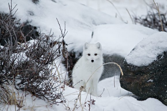 Volpe artica - Polar fox (Alopex lagopus)