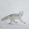 Volpe artica - Polar fox (Alopex lagopus)