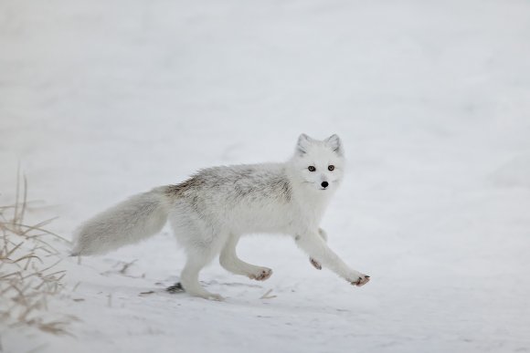 Volpe artica - Polar fox (Alopex lagopus)