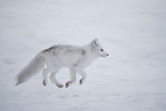 Volpe artica - Polar fox (Alopex lagopus)