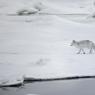 Volpe artica - Polar fox (Alopex lagopus)