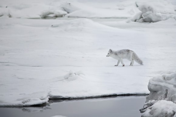 Volpe artica - Polar fox (Alopex lagopus)