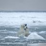 Orso polare - Polar bear (Ursus maritimus)