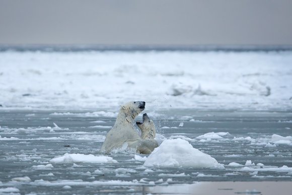 Orso polare - Polar bear (Ursus maritimus)