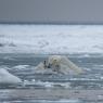 Orso polare - Polar bear (Ursus maritimus)