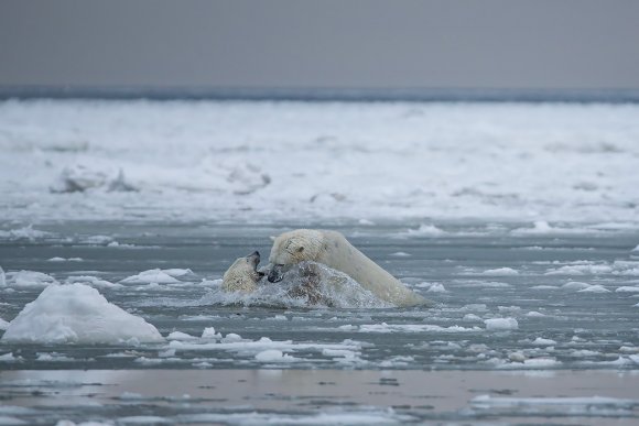 Orso polare - Polar bear (Ursus maritimus)