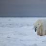 Orso polare - Polar bear (Ursus maritimus)