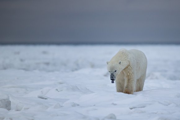 Orso polare - Polar bear (Ursus maritimus)