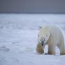 Orso polare - Polar bear (Ursus maritimus)