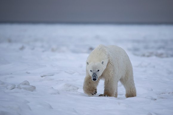 Orso polare - Polar bear (Ursus maritimus)