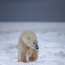 Orso polare - Polar bear (Ursus maritimus)