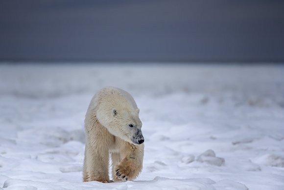 Orso polare - Polar bear (Ursus maritimus)