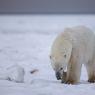 Orso polare - Polar bear (Ursus maritimus)